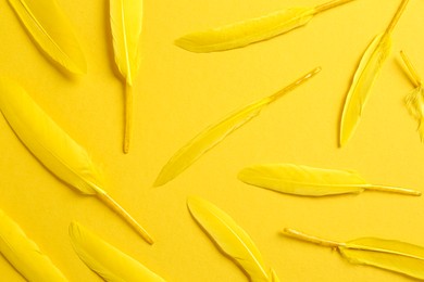 Bright beautiful feathers on yellow background, flat lay