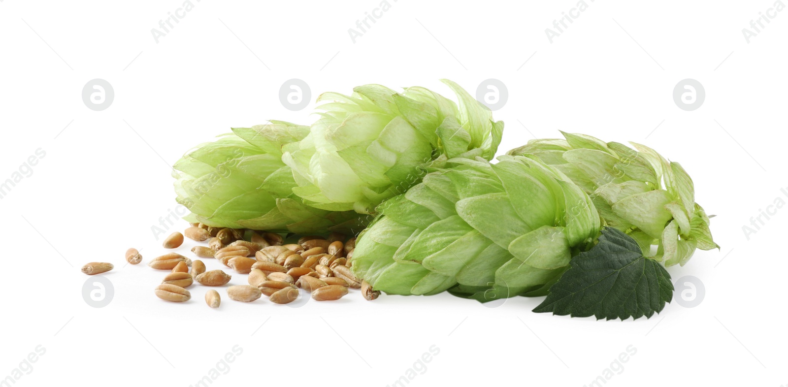 Photo of Fresh green hops and wheat grains on white background