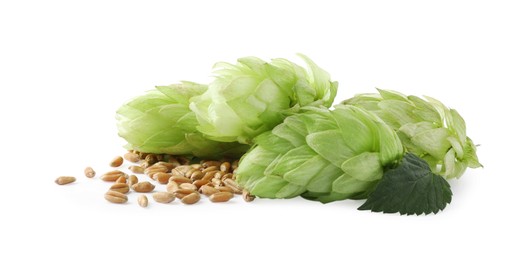 Fresh green hops and wheat grains on white background