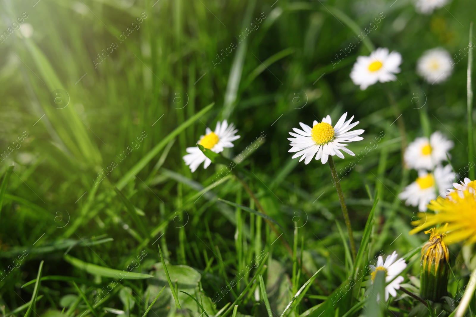 Photo of Beautiful bright chamomile flowers and yellow dandelion in green grass on sunny day, closeup