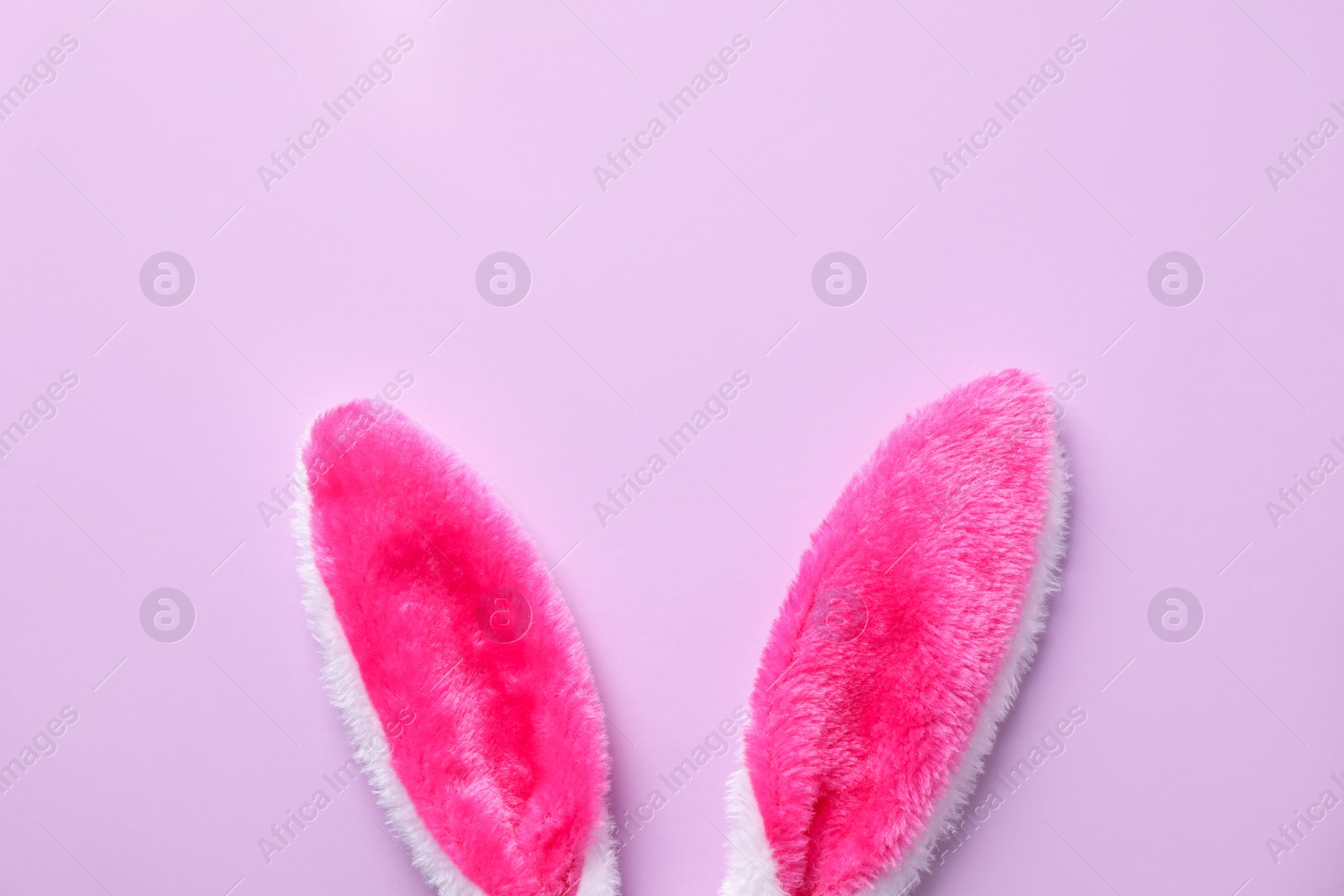 Photo of Easter bunny ears on violet background, top view. Space for text