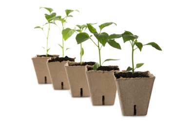 Photo of Green pepper seedlings in peat pots isolated on white
