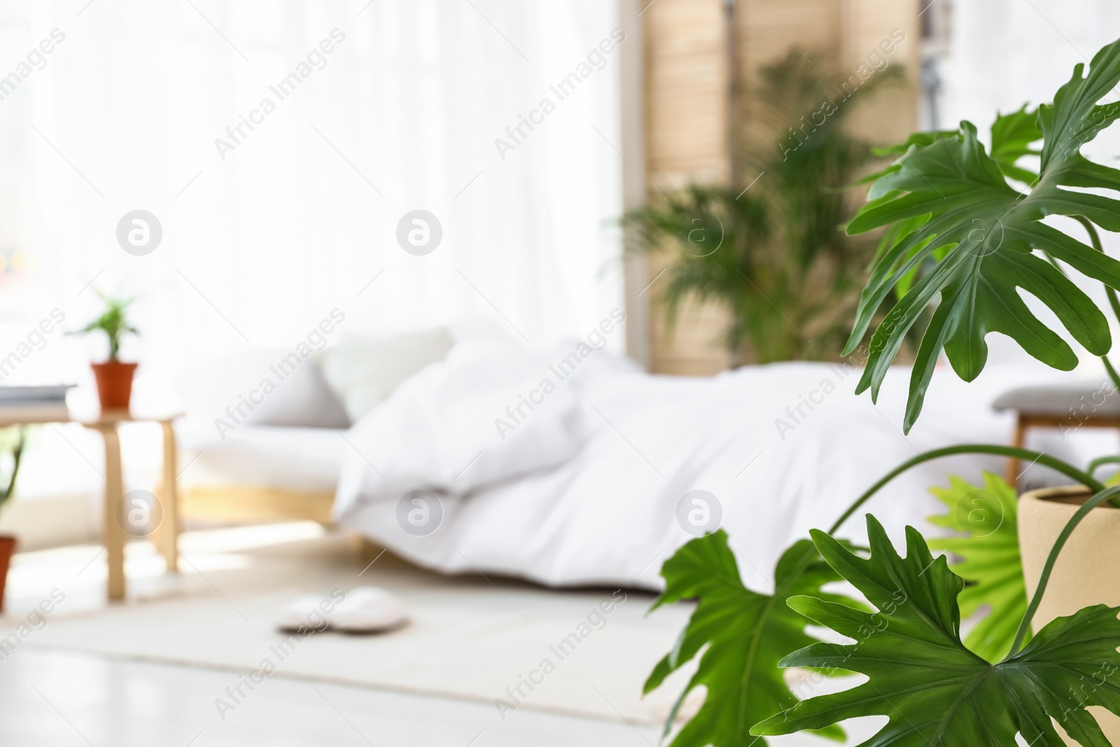 Photo of Blurred view of trendy bedroom interior, focus on monstera leaves. Plants for home