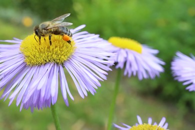 Photo of Honeybee collecting nectar from beautiful flower outdoors, closeup. Space for text