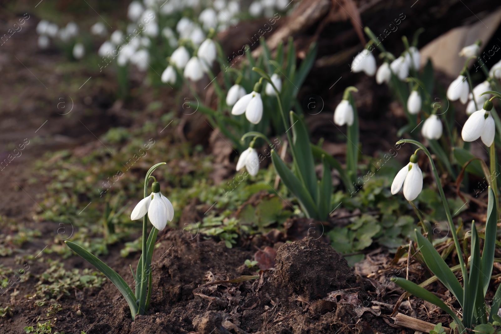 Photo of Beautiful white blooming snowdrops growing outdoors. Spring flowers