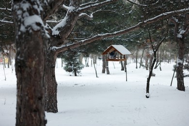 Cute pigeon on wooden bird feeder in snowy park