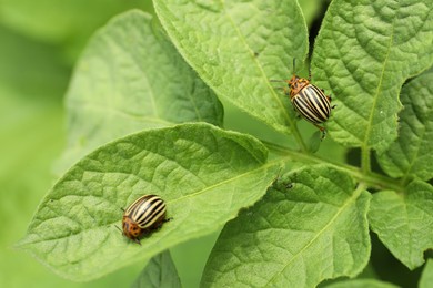 Colorado potato beetles on green plant outdoors, closeup