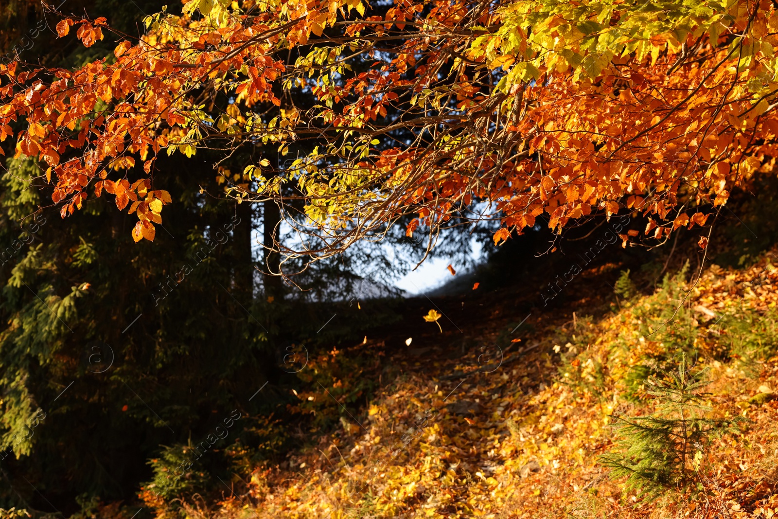 Photo of Beautiful tree with bright autumn leaves and path in forest on sunny day