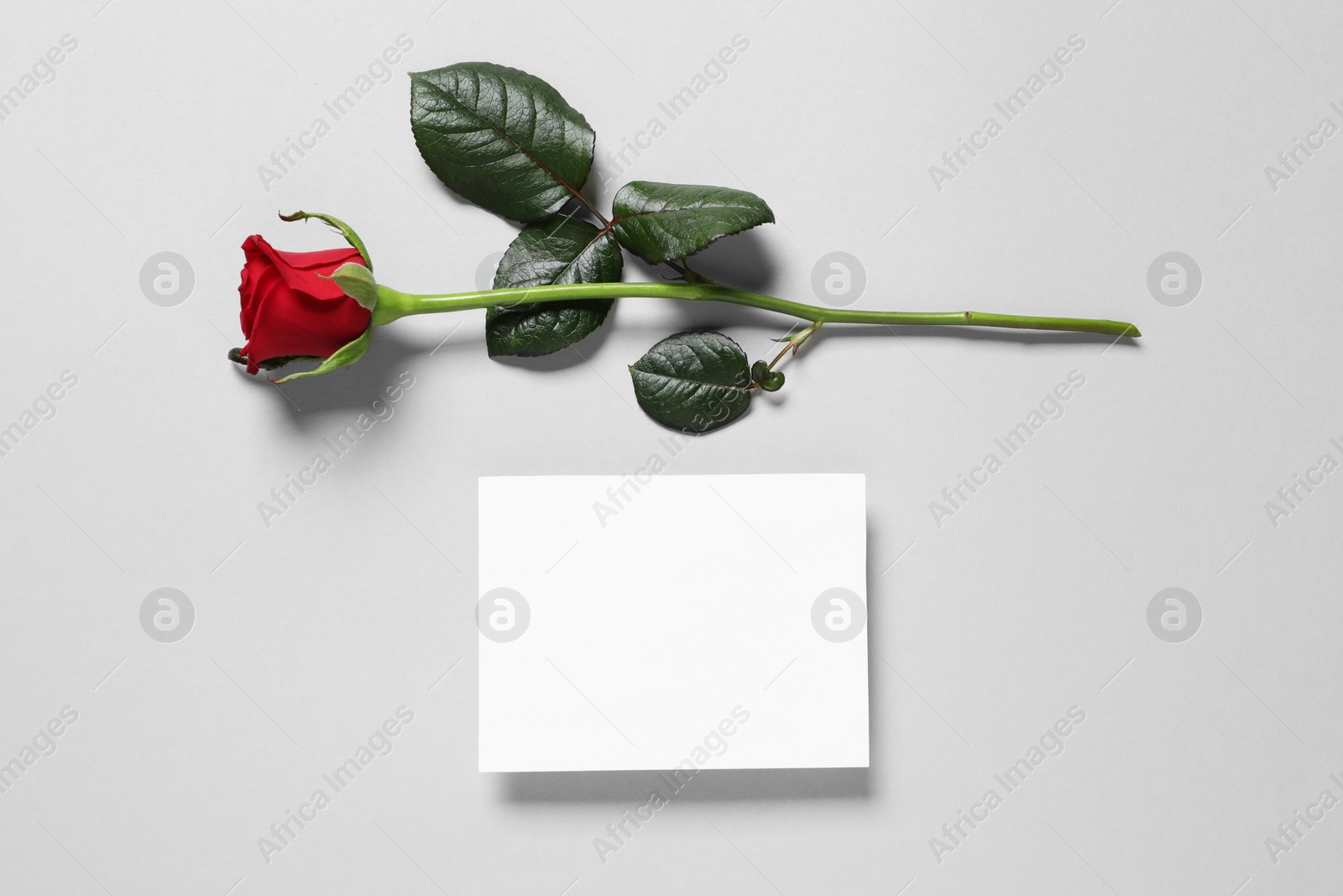 Photo of Blank card and beautiful red rose on gray background, top view. Space for text