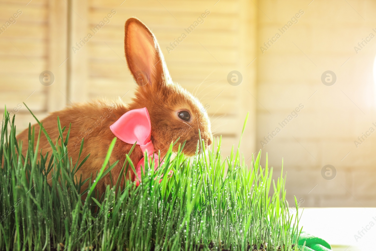 Photo of Adorable red bunny with bow in grass