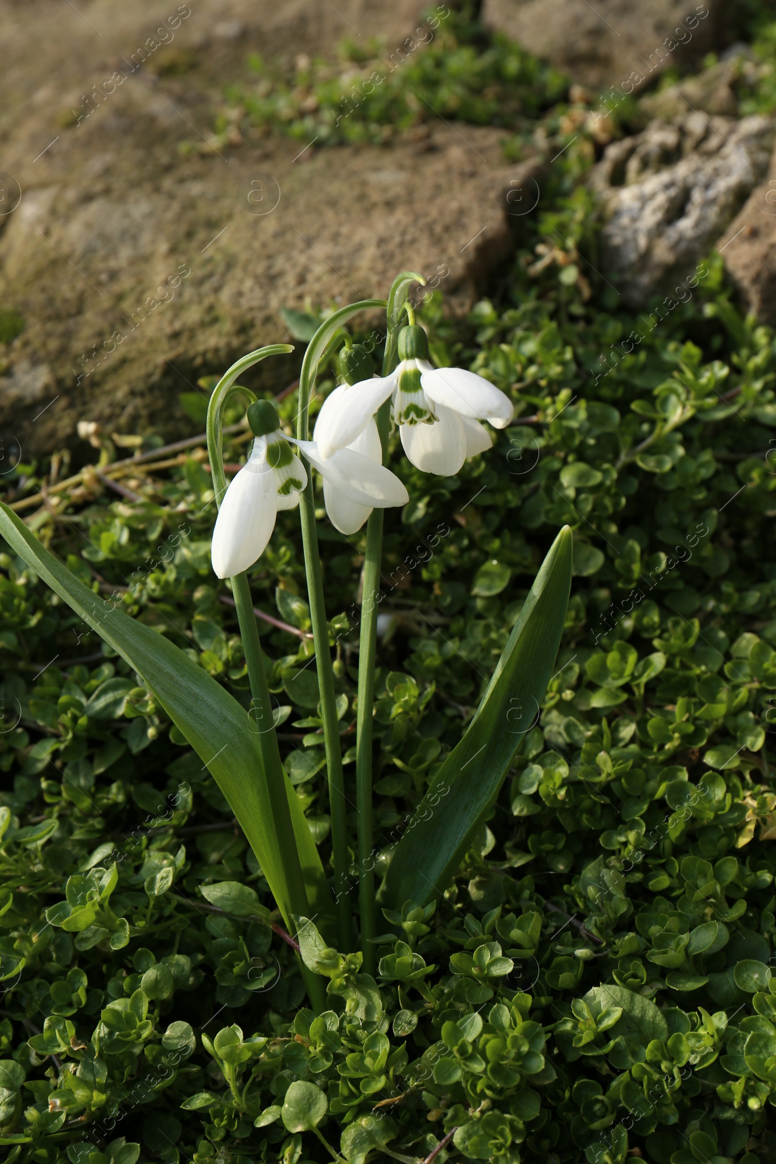 Photo of Beautiful white blooming snowdrops growing outdoors. Spring flowers