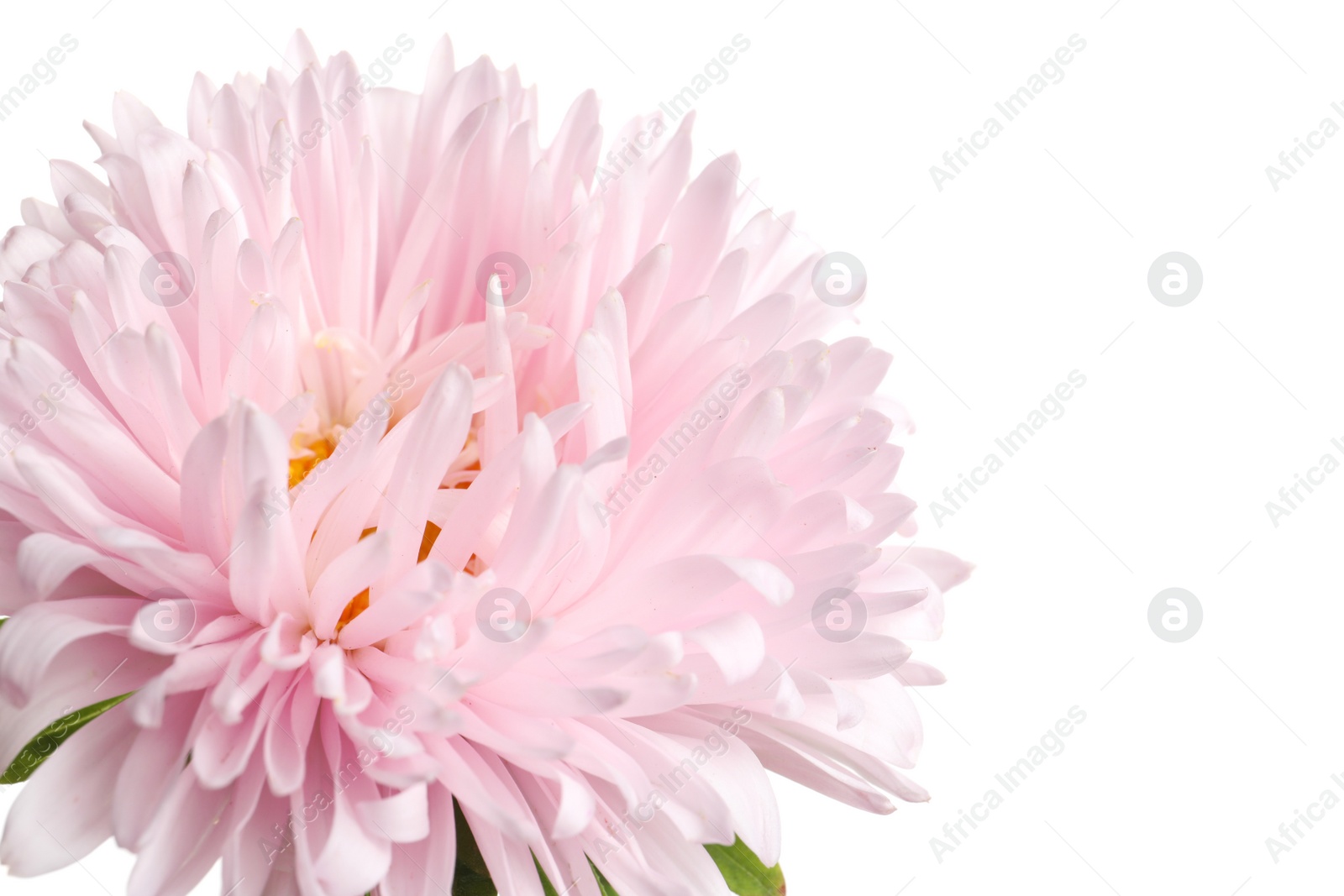 Photo of Beautiful bright aster flower on white background