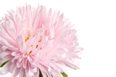 Photo of Beautiful bright aster flower on white background