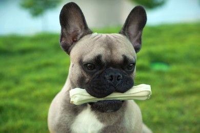 Photo of Cute French bulldog with bone treat outdoors, closeup. Lovely pet