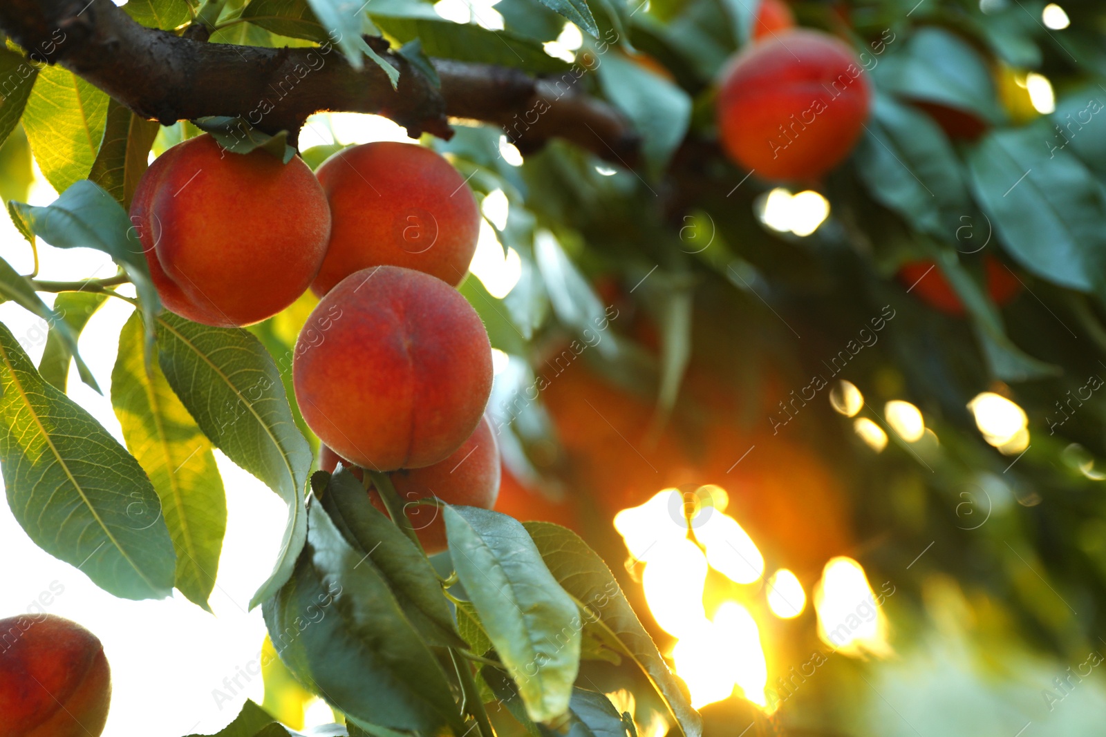 Photo of Fresh ripe peaches on tree in garden