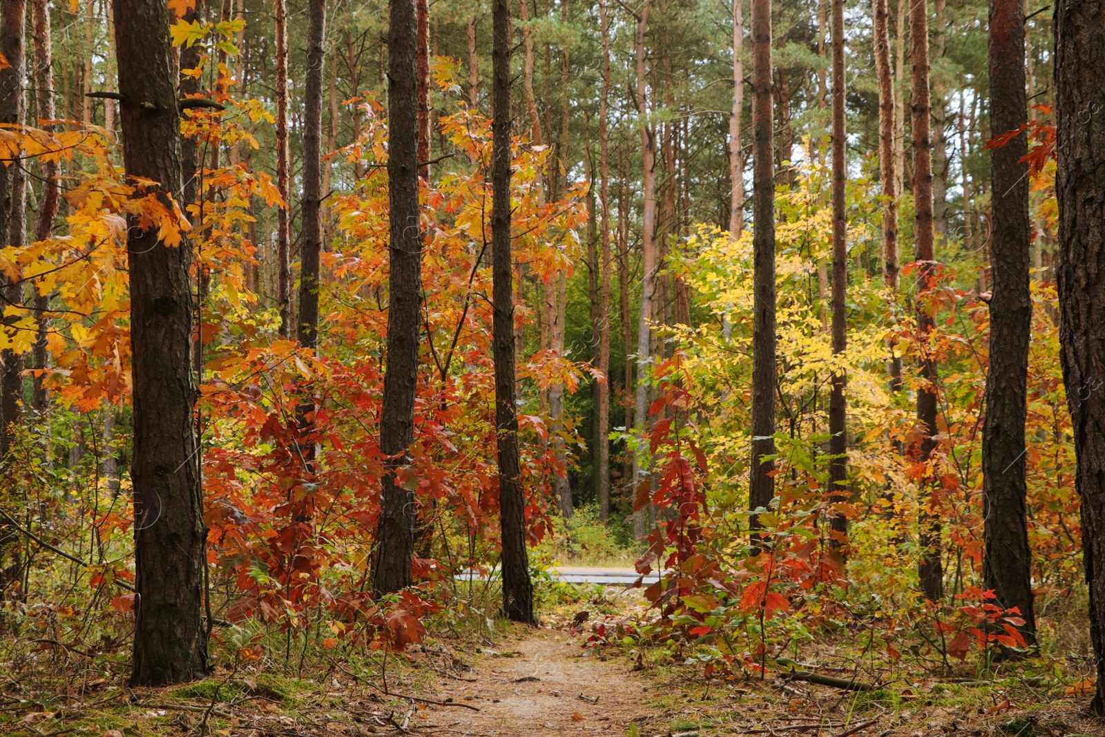 Photo of Trail and beautiful trees in forest. Autumn season