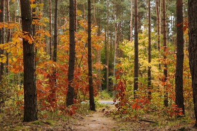 Trail and beautiful trees in forest. Autumn season