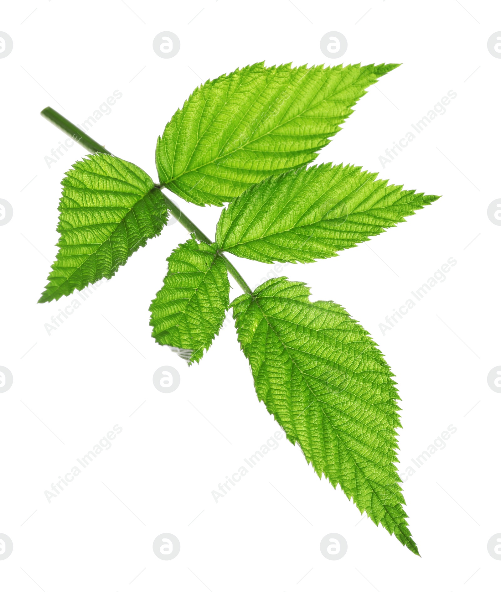 Photo of Fresh green raspberry leaves isolated on white