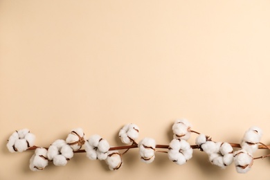 Photo of Fluffy cotton flowers on beige background, top view. Space for text