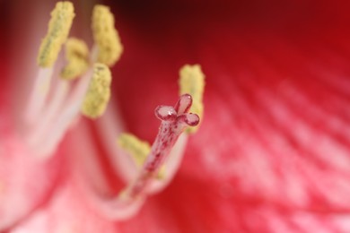 Photo of Beautiful red Amaryllis flower as background, macro view