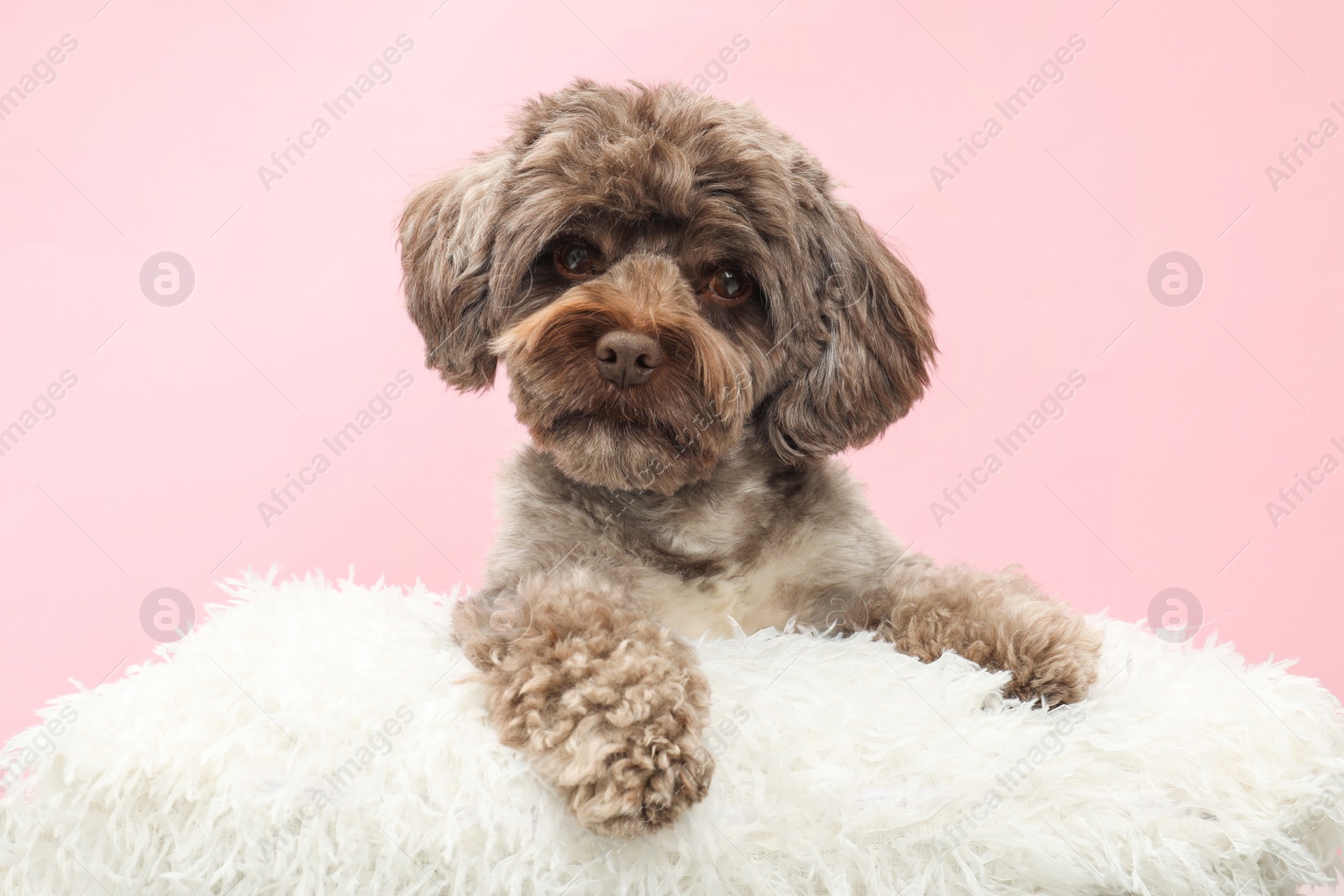 Photo of Cute Maltipoo dog with pillow resting on pink background. Lovely pet