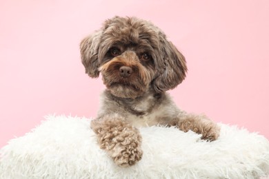 Cute Maltipoo dog with pillow resting on pink background. Lovely pet