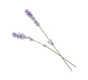 Photo of Beautiful aromatic lavender flowers isolated on white, top view