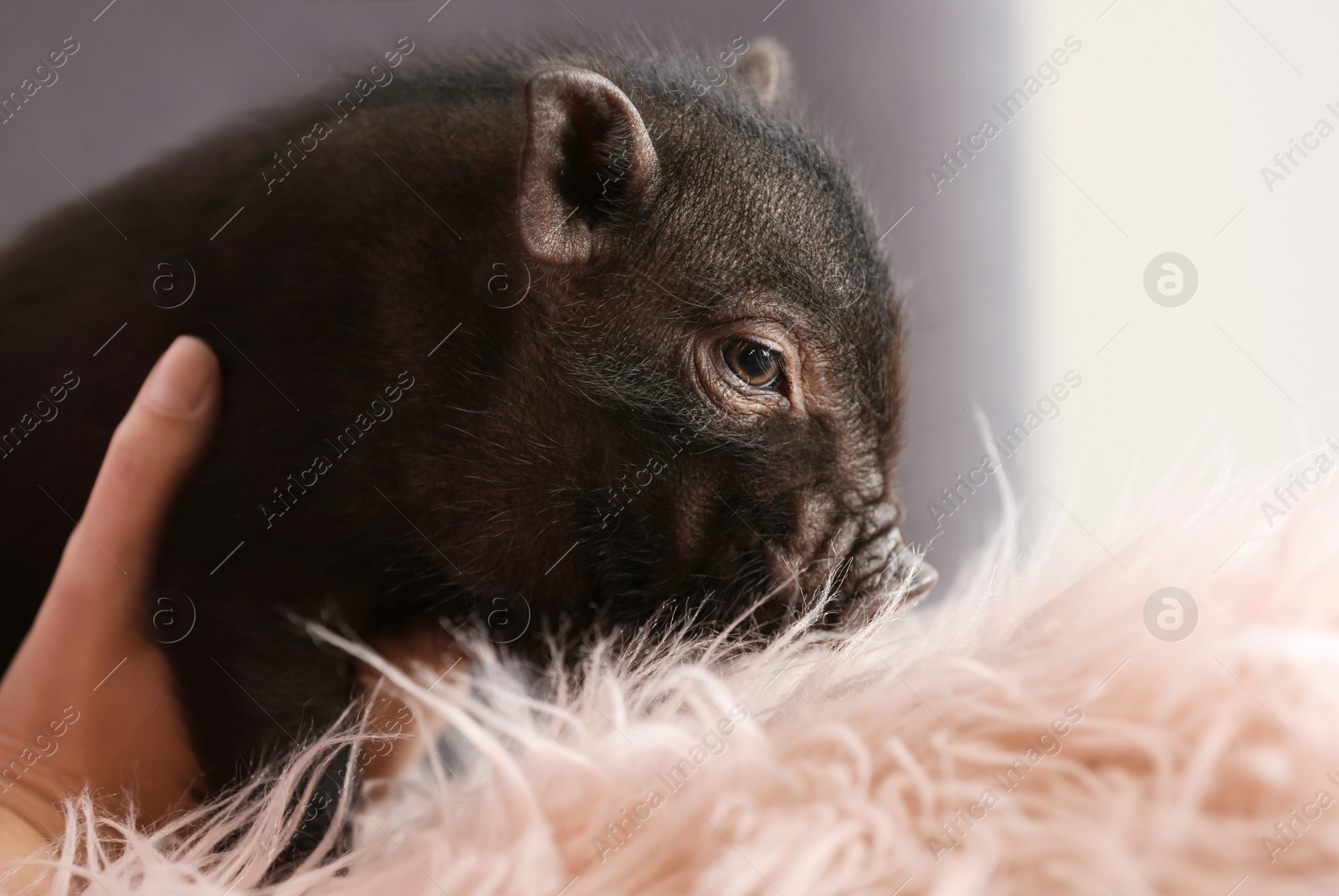 Photo of Woman with cute mini pig on sofa at home, closeup