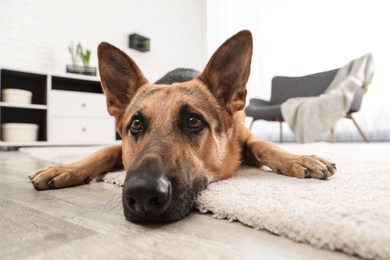 Photo of German shepherd on floor in living room