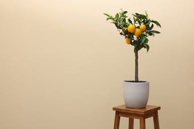 Photo of Idea for minimalist interior design. Small potted lemon tree with fruits on wooden table against beige background, space for text