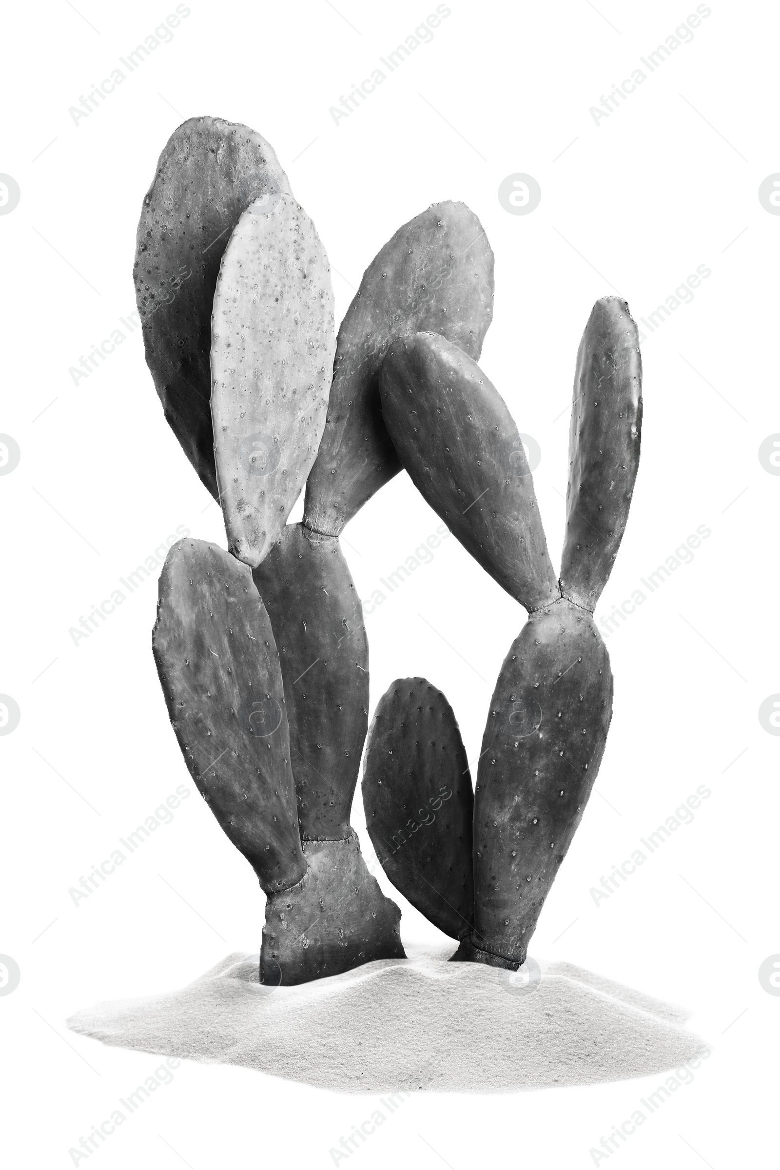 Image of Beautiful cactus in sand on white background. Color toned