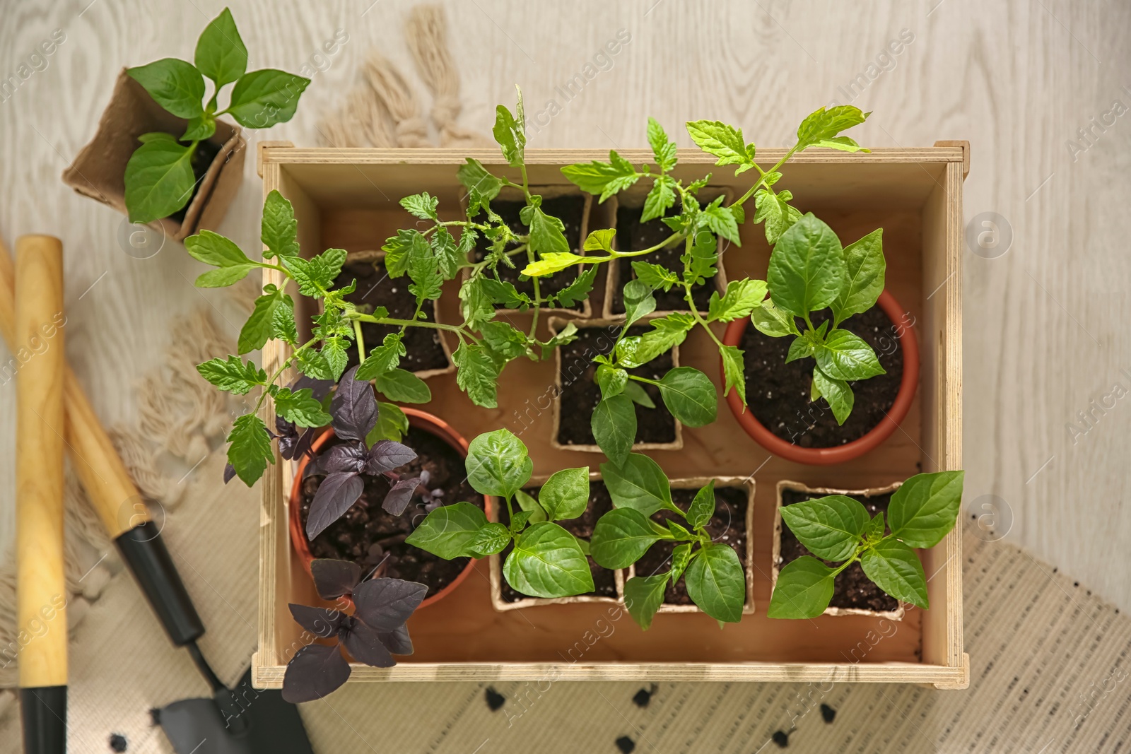 Photo of Gardening tools and wooden crate with young seedlings on floor, flat lay