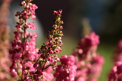 Photo of Heather shrub with blooming flowers outdoors on sunny day, closeup. Space for text