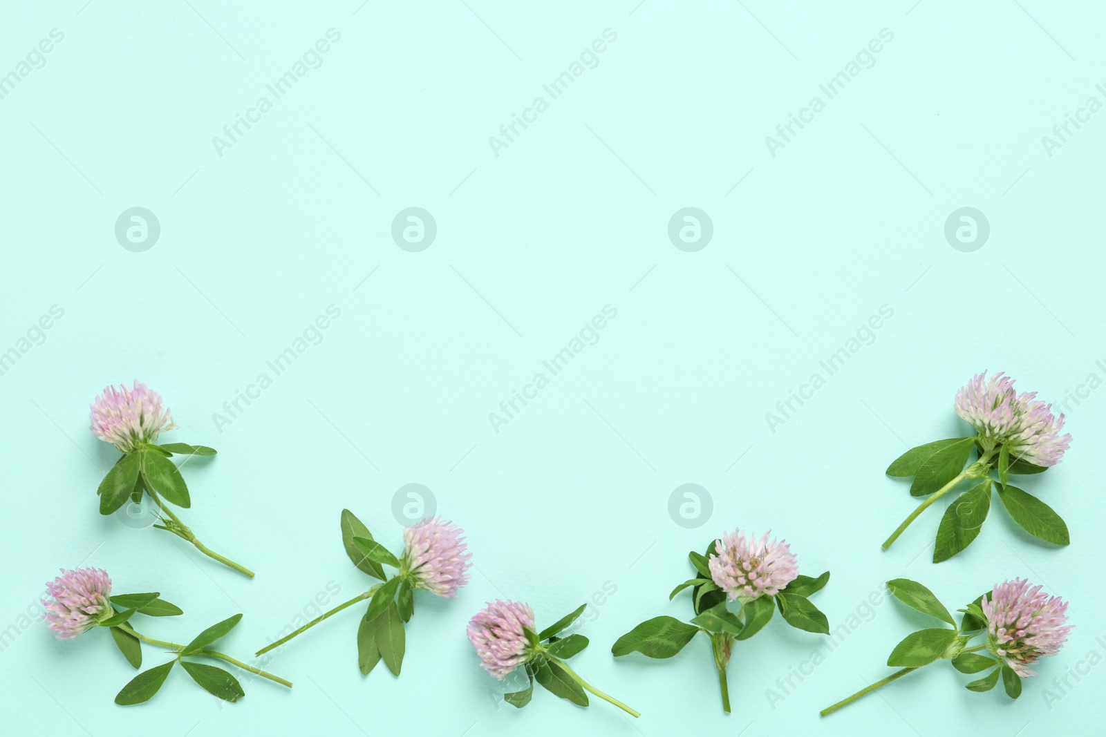 Photo of Beautiful clover flowers on turquoise background, flat lay. Space for text