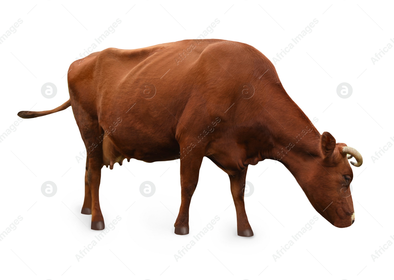 Image of Beautiful cow isolated on white. Farm animal