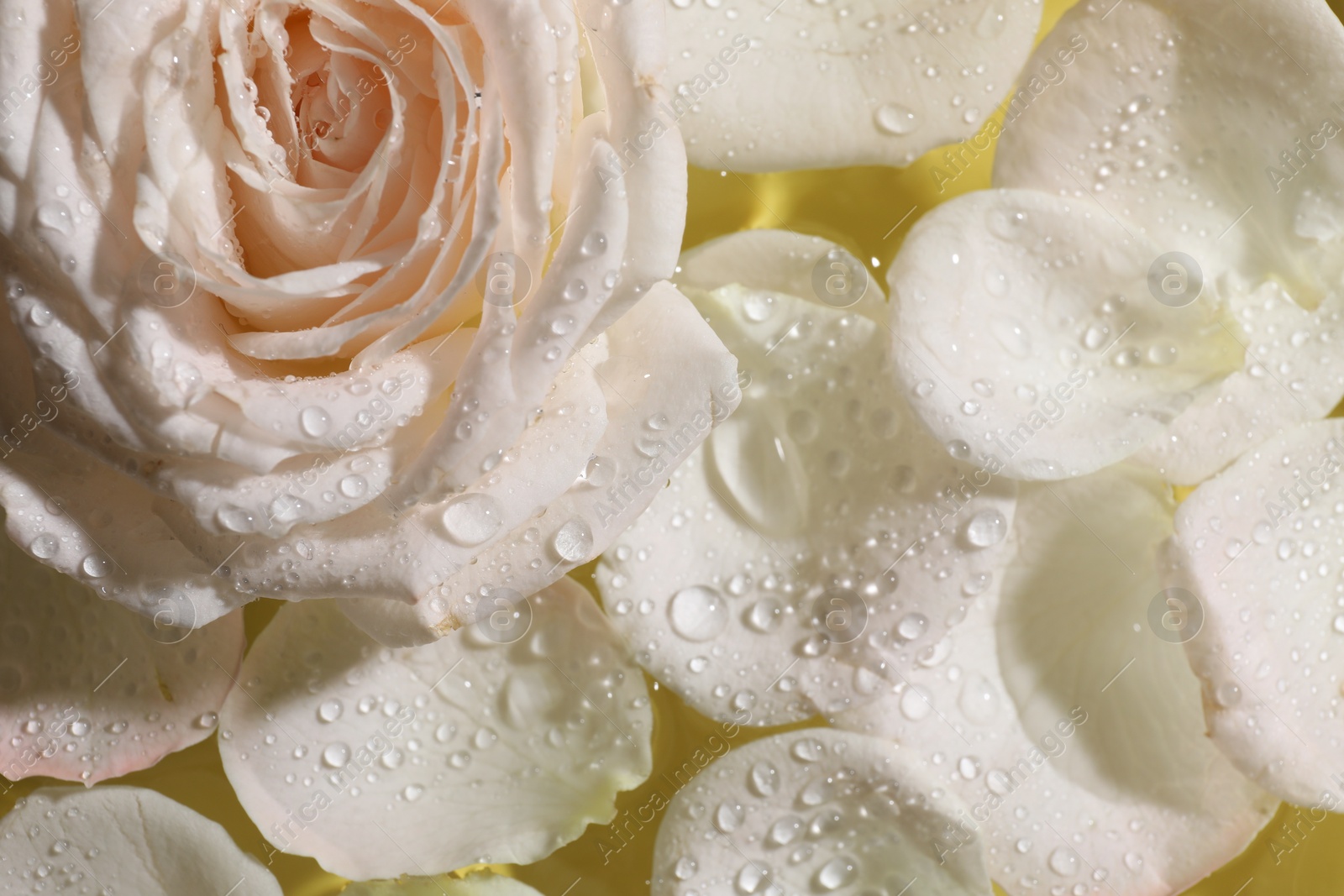 Photo of Beautiful rose and petals on water, top view