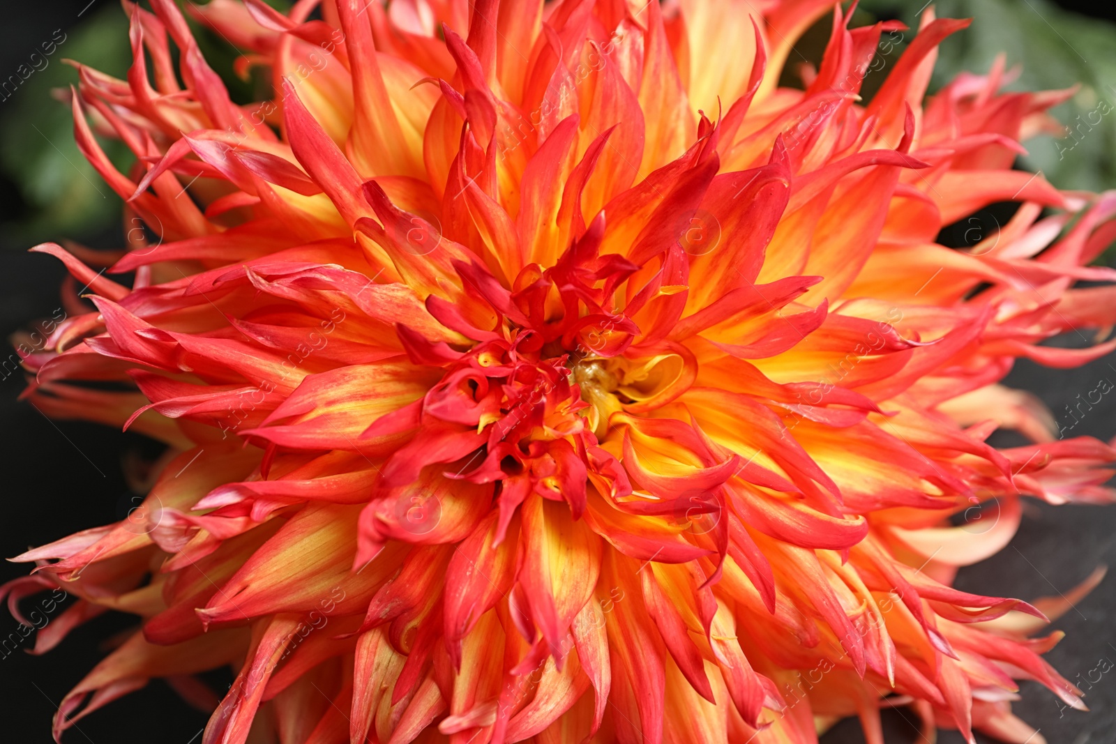 Photo of Beautiful orange dahlia flower as background, closeup