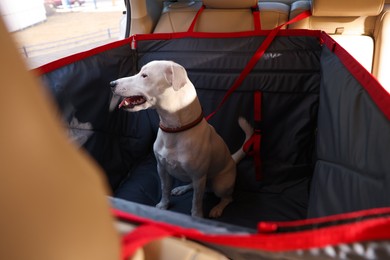 Photo of Cute Jack Russel Terrier dog in bag carrier inside car. Pet accessory