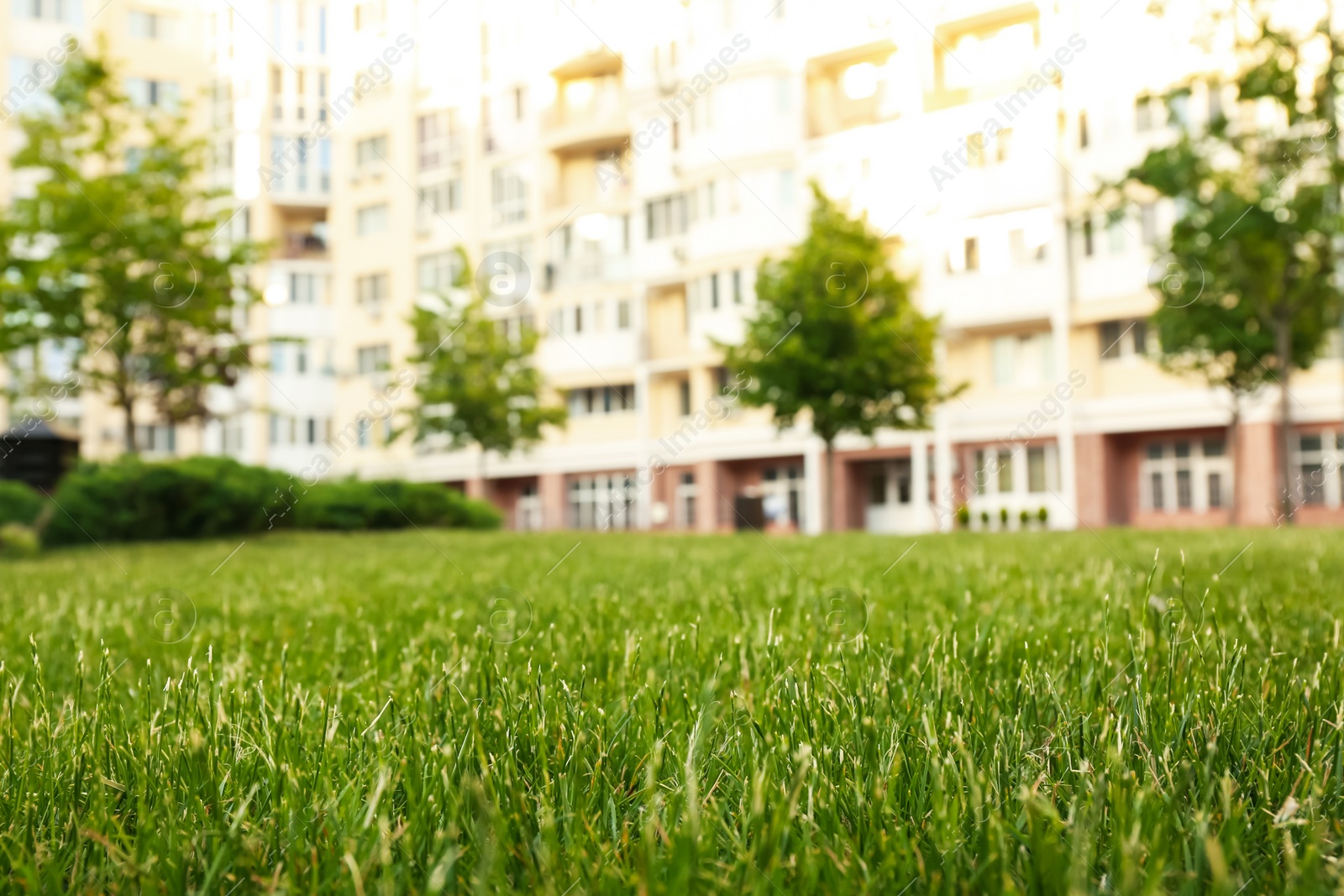 Photo of Fresh green grass in park on sunny day