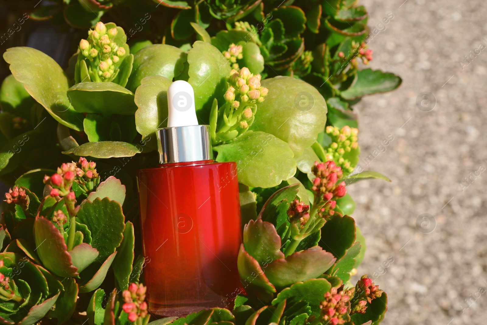 Photo of Cosmetic bottle with dropper of essential oil in green plants outdoors on sunny day