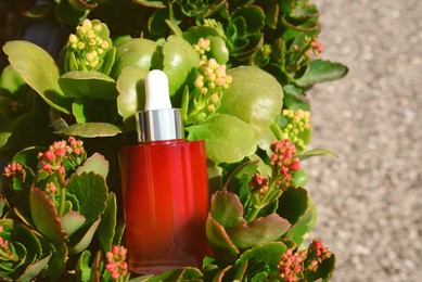 Cosmetic bottle with dropper of essential oil in green plants outdoors on sunny day