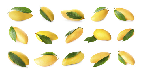 Image of Set of delicious mangoes on white background. Banner design