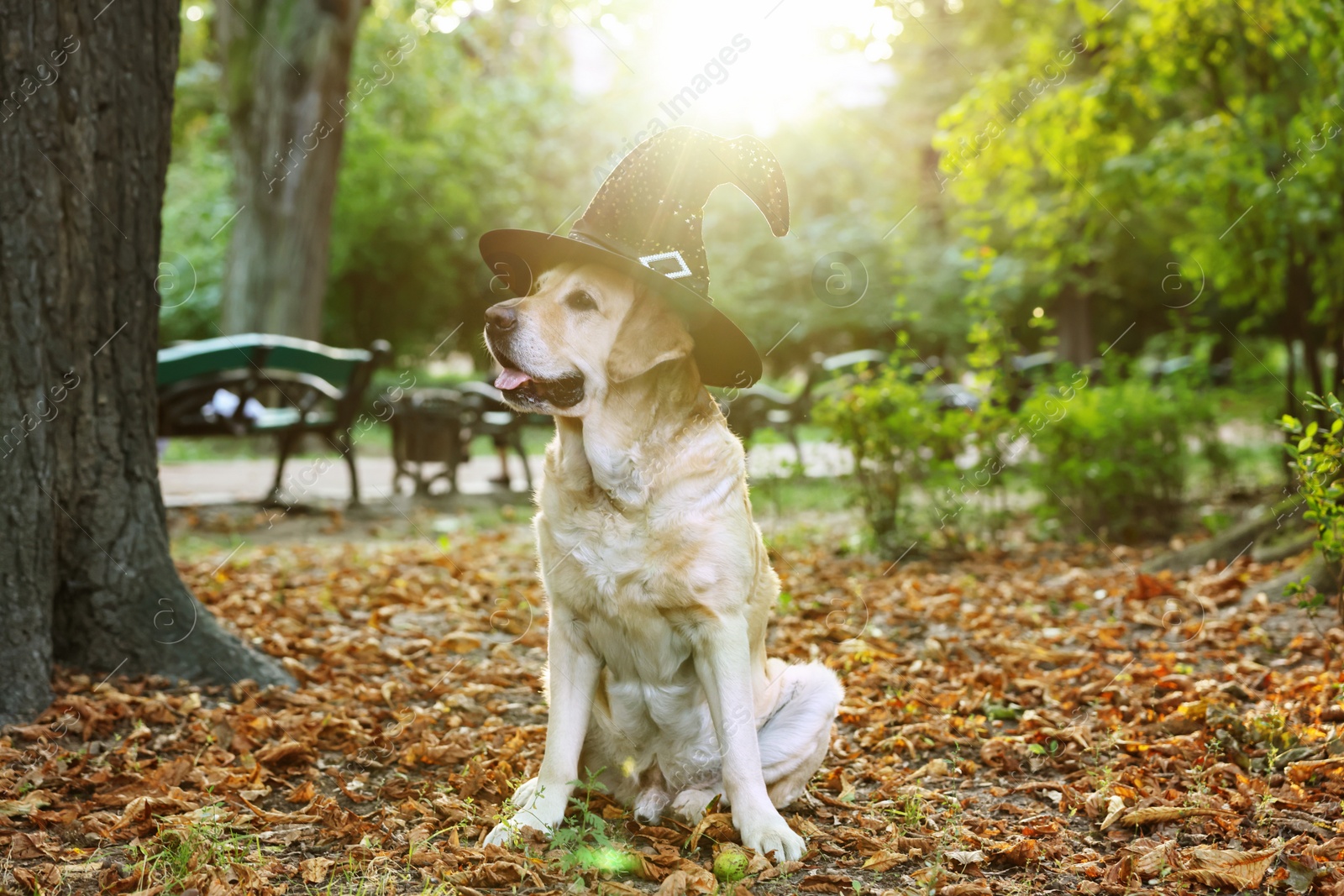 Photo of Cute Labrador Retriever dog wearing wizard hat f in autumn park on Halloween