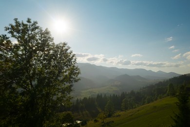 Image of Beautiful green tree in mountains on sunny day