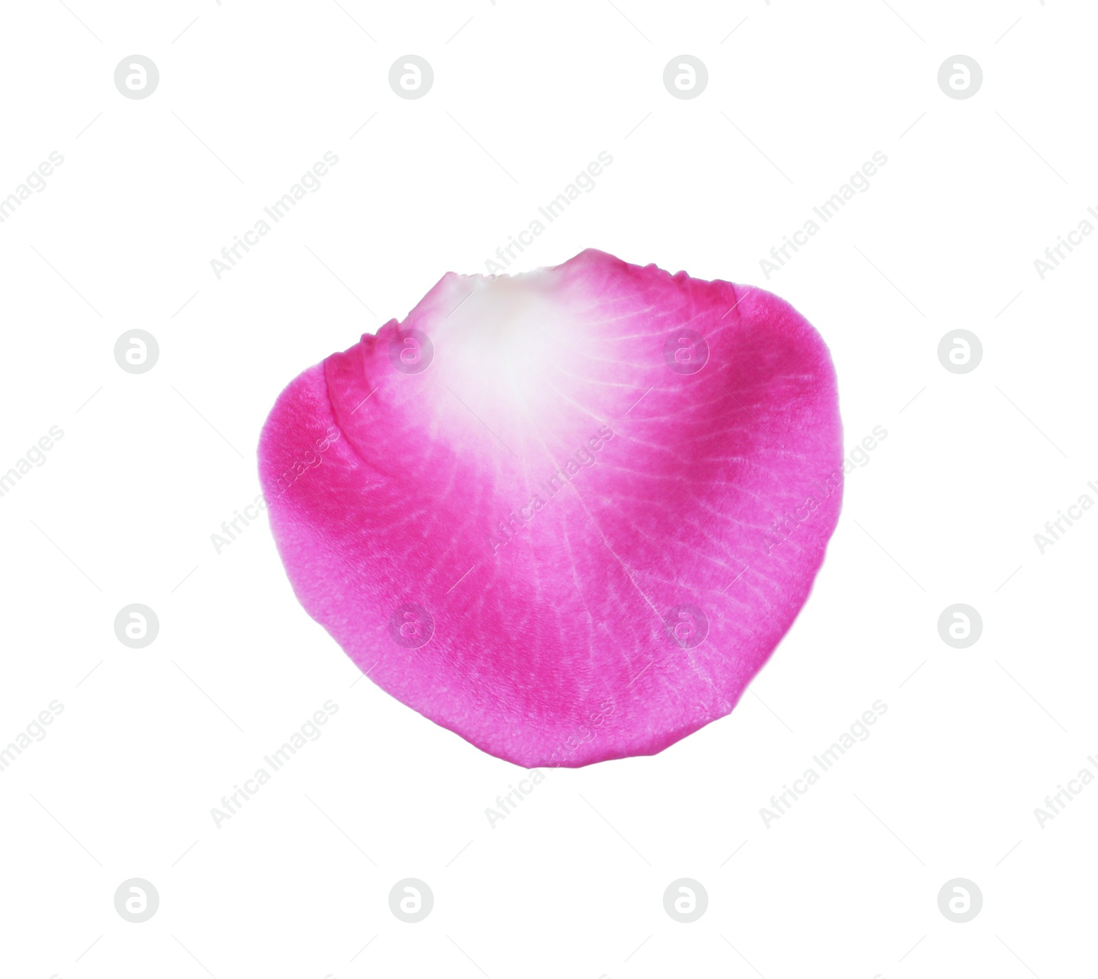 Photo of Pink rose flower petal on white background