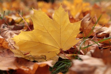 Pile of beautiful fallen leaves outdoors on autumn day, closeup