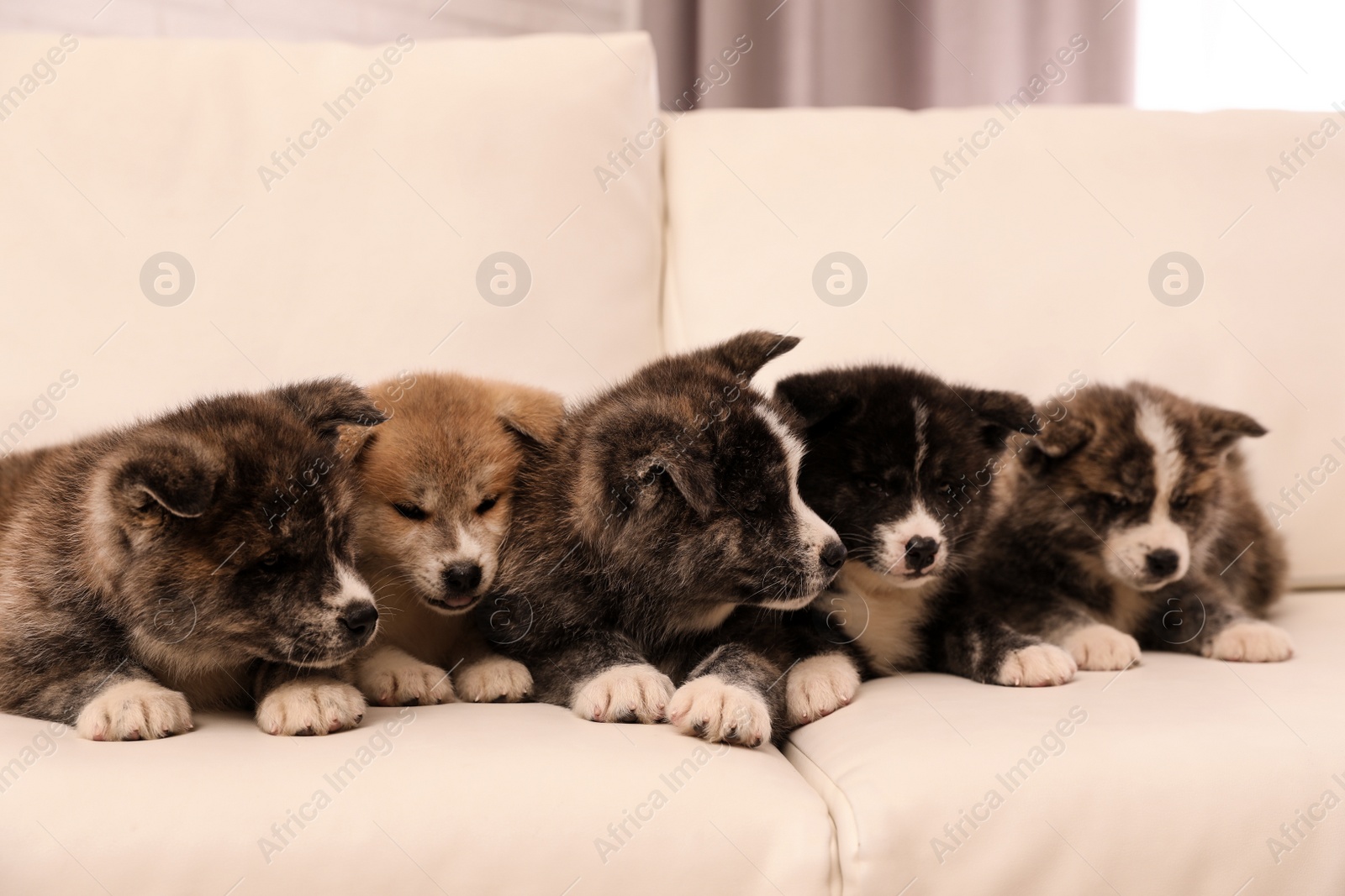 Photo of Cute Akita inu puppies on sofa indoors. Friendly dogs