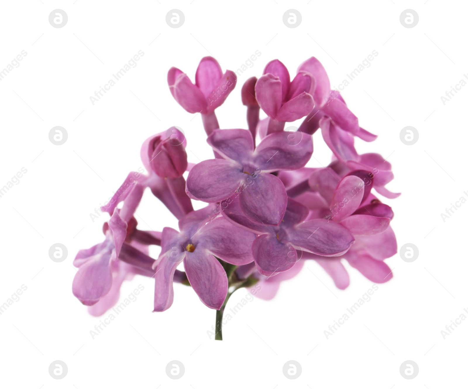 Photo of Beautiful purple lilac blossom isolated on white