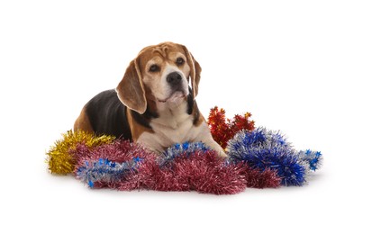 Cute Beagle dog lying on Christmas tinsels against white background