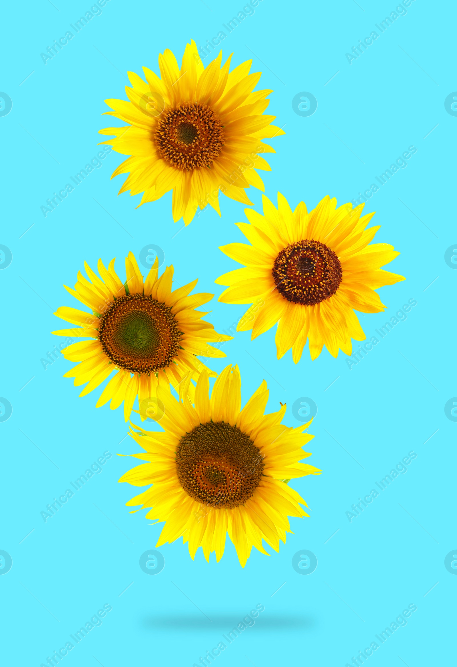 Image of Bright sunflowers in air on light blue background